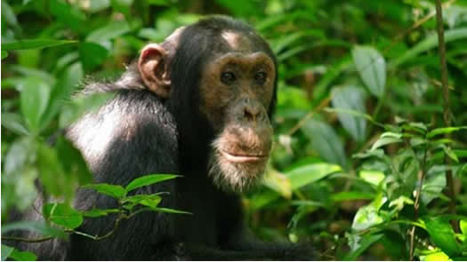 Gorilla-trekkings.jpg4 Days Buhoma Gorillas & Chimp Gorilla-trekkings.jpg4 Days Buhoma Gorillas & Chimp